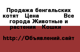 Продажа бенгальских котят › Цена ­ 20 000 - Все города Животные и растения » Кошки   
